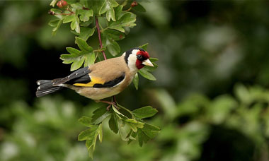  Bird watching: