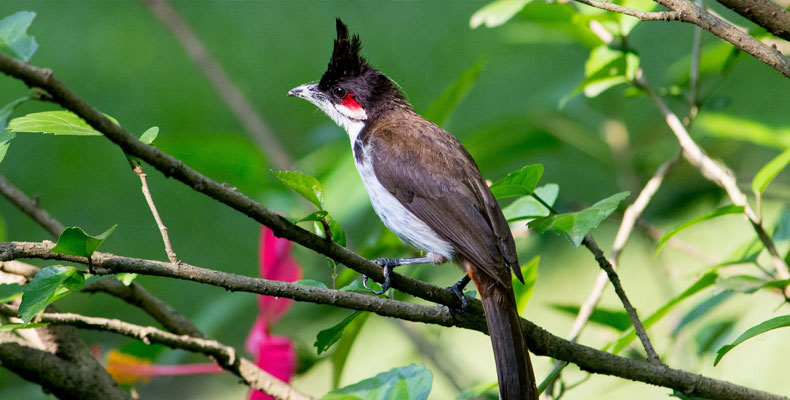 Chitwan Wildlife Activities