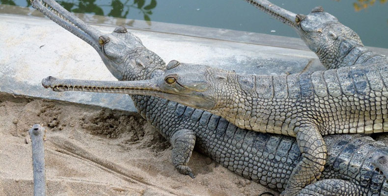 Chitwan Wildlife Activities