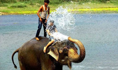 Elephant Bathing