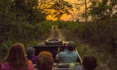 Jungle drive
