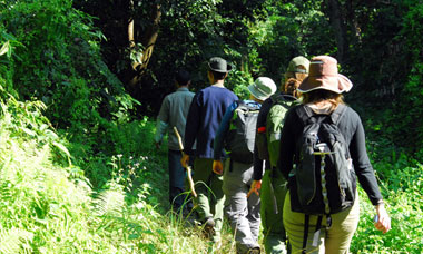 Jungle Walk